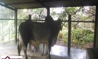 Imagem 7: SITIOMata de São João