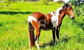 Imagem 5: Ubaitaba - Fazenda - Zona Rural de Ubaitaba