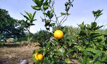 Imagem: Vende Sítio na Praia