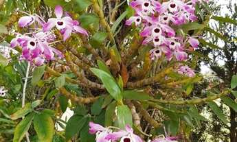 Imagem 2: Fazenda/Sítio/Chácara para venda tem 277 metros quadrados com 3 quartos