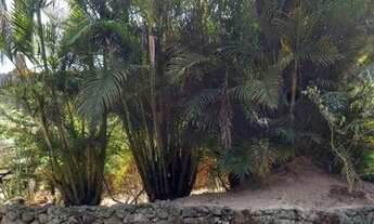 Imagem 4: Sitio, 21.000 m?, casa com 4 quartos, nascente, c?rrego, lagoa, curral