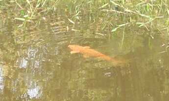 Imagem 2: IçARA - Terreno Padrão - Terceira Linha