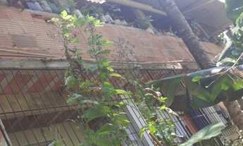 Imagem 4: Vendo chácara com URGÊNCIA