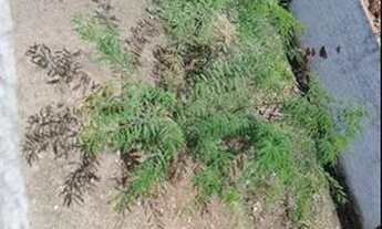 Imagem 4: Terreno a venda Terreno / lote com venda por R$26.000