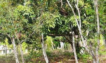 Imagem 2: Conde, bahia, litoral norte 190 tarefas 2000 coqueiros