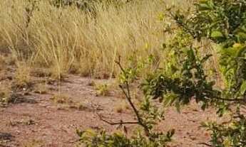 Imagem 3: Sítio de 30 mil metros a venda