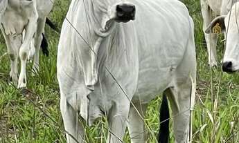 Imagem: Fazenda a venda em Campo Alegre de Goias