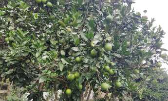 Imagem 6: Chácara ,bela vista