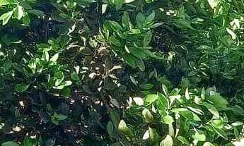 Imagem 2: Chácara com 3 quartos à venda, 48400 m² por R$ 1.370 - Vila Sao Jose - Jaraguá/GO