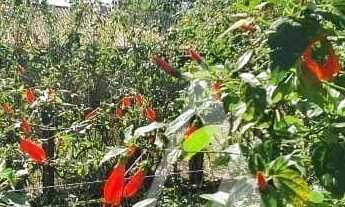 Imagem 4: Casa com 3 dormitórios à venda, 160 m² por R$ 995.000,00 - Ibiraquera - Imbituba/SC