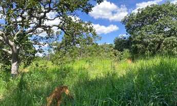 Imagem 7: Fazendinha 2 ha, plano, 100% formado em baquearia, todo terra de cultivo,Jaboticatubas