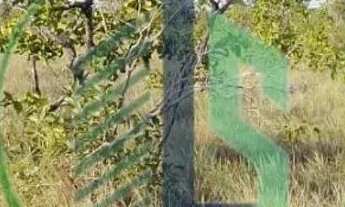 Imagem 3: Vendo Fazenda 410 hectares