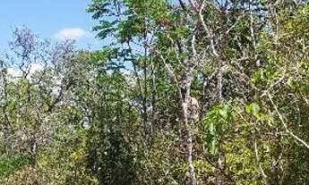 Imagem 4: Terreno na região de Taquaraçu de minas