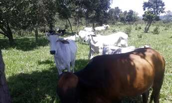 Imagem 5: Sítio Chácara Fazendinha de 3 alqueires montada em Pirenópolis Goiás