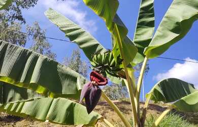 Imagem 4: Casa sítio 1.000m2 em Ravena