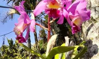 Imagem: Fazenda/Sítio/Chácara para venda tem 277