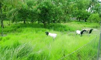 Imagem 7: CHACARA RESIDENCIAL em camaçari - BA, Abrantes