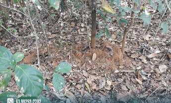 Imagem 7: Fazenda com dupla aptidão na região de Goianorte - TO