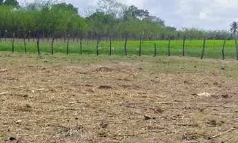 Imagem 4: Granja com 4.7 hectares entre Macaíba e vera cruz