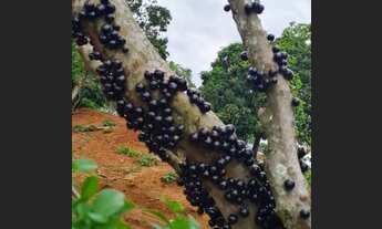 Imagem 2: Sítio para venda com 8 Alqueires e sede com 5 quartos