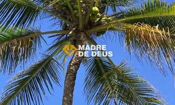 Imagem 7: HORIZONTE - Sítio - Cajueiro da Malhada