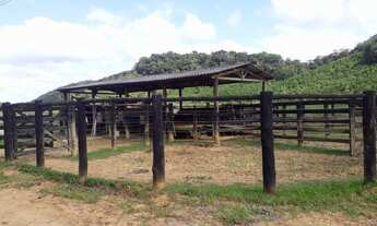 Imagem 7: Fazenda 444 Hectares, Pastagem, Produção de Palmito Pupunha (Willian Ricardo
