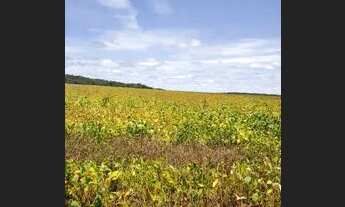 Imagem 3: Faz 203 Alq plantando 300 hec coloca pivô 1+4