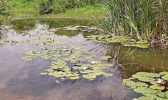 Imagem: Chácara 20mil metros maripotaba