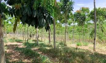 Imagem 4: Fazenda 47ha, 2 casas sede/caseiro plantação de mogno,manga palmer, nascente e córrego