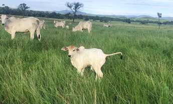 Imagem 2: Segura peão, que ótima fazenda