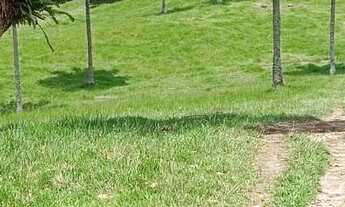 Imagem 3: Vendo maravilhosa Fazendinha em jaguaripe