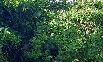 Imagem 6: Chácara com 3 quartos à venda, 48400 m² por R$ 1.370 - Vila Sao Jose - Jaraguá/GO