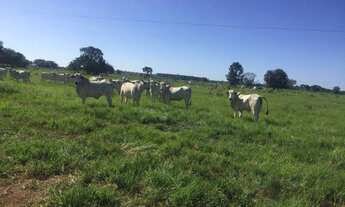 Imagem: 56 alqueires a 140 km de Belem por 4.500.000,00