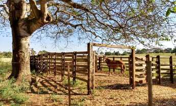 Imagem: Sítio em Castilho com 3 alqueires