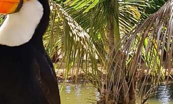 Imagem 7: Sítio para venda com 8 Alqueires e sede com 5 quartos