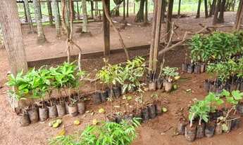 Imagem 3: Sítio para venda com 8 Alqueires e sede com 5 quartos