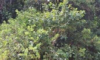 Imagem 2: TERRENO RESIDENCIAL em CAMAÇARI - BA, AREMBEPE (ABRANTES