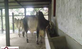 Imagem 5: SITIOMata de São João