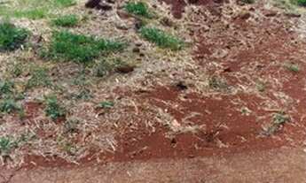 Imagem 5: Terreno no Condomínio Barra Forest, 250 m². Aclive - Leblon- Londrina - PR