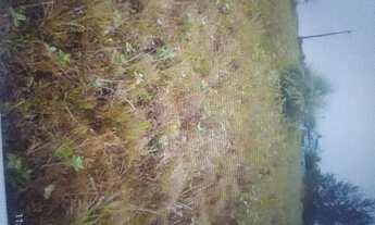 Imagem: Terreno na Ilha comprida 250 m2