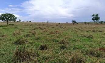 Imagem 7: Linda sítio a venda todo empastado