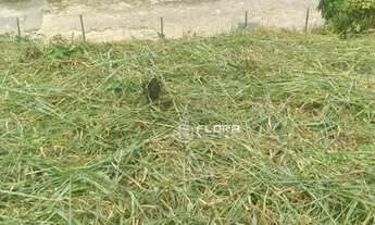 Imagem 4: Terreno à venda, 750 m² por R$ 250.000,00 - Serra Grande - Niterói/RJ