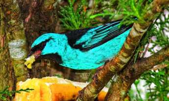 Imagem 5: MANSÃO NO CIBRATEL COM A VISITA DE DIVERSOS PÁSSAROS RAROS