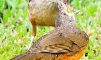 Imagem 6: MANSÃO NO CIBRATEL COM A VISITA DE DIVERSOS PÁSSAROS RAROS