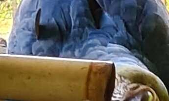 Imagem: Sítio para venda com 8 Alqueires e sede