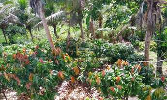 Imagem 2: Ubaitaba - Fazenda - Zona Rural de Ubaitaba