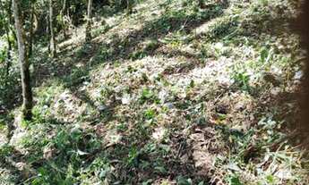 Imagem 6: Vendo Maravilhoso Terreno