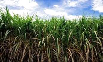 Imagem: 109 alqu 92 plantada cana