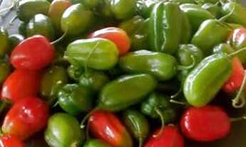 Imagem 6: Sitio samauma Chácara com venda por R$100.000