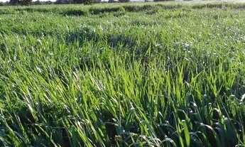 Imagem 4: Fazenda em Poconé MT